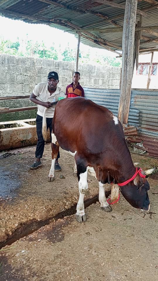 Healthy livestock breeds